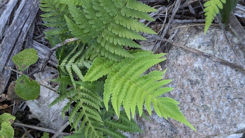 marginal wood fern