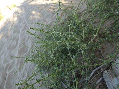 saltwort