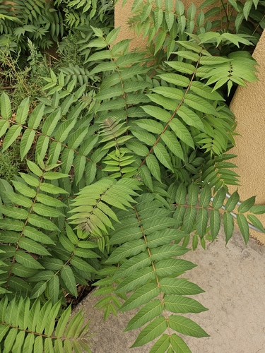 tree-of-heaven
