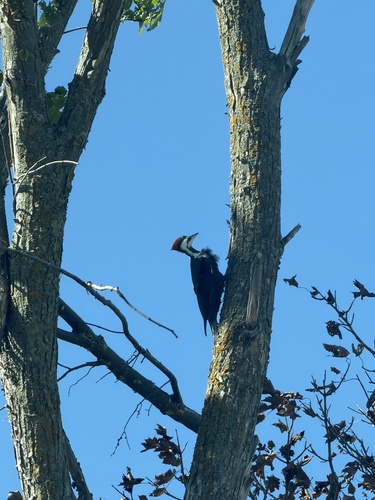 Pileated Woodpecker