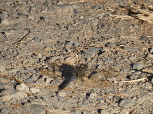 Black-tailed Skimmer