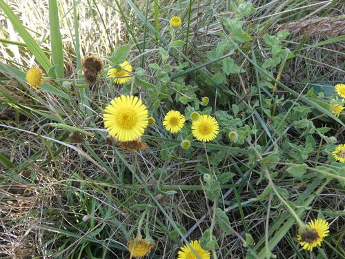 Common Fleabane