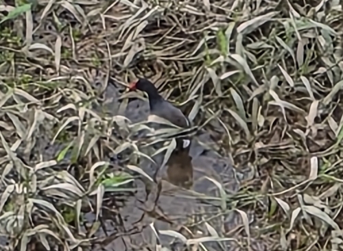 Common Gallinule