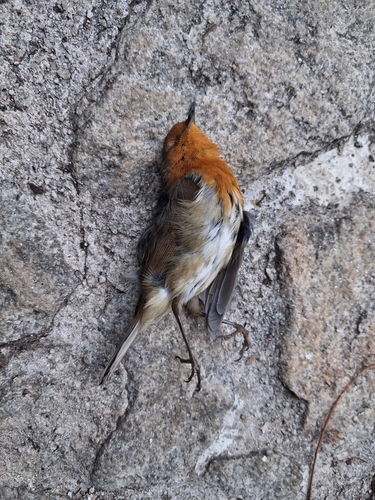 European Robin