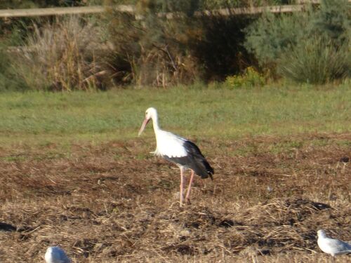 White Stork