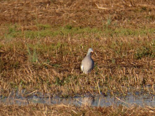 Common Wood-Pigeon