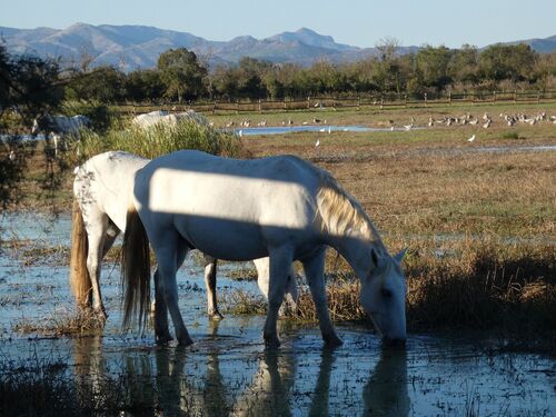 Domestic Horse