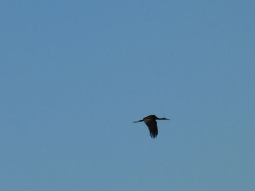 Black Stork