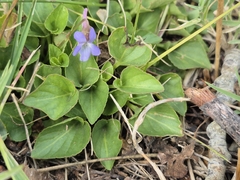 Viola adunca