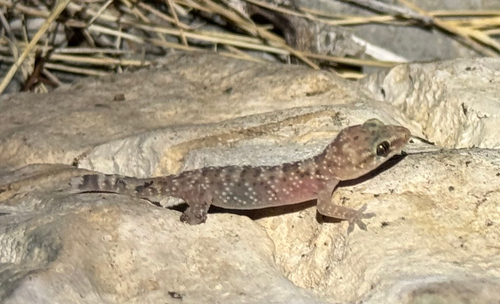 Mediterranean House Gecko