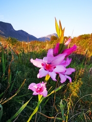 Gladiolus carneus