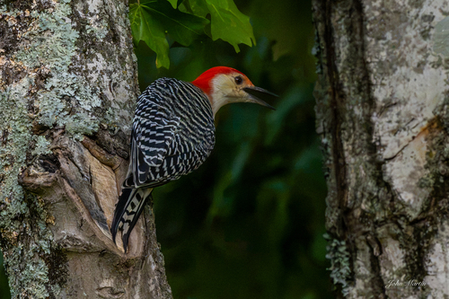 Red-bellied Woodpecker