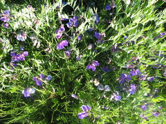 Lathyrus palustris pilosus