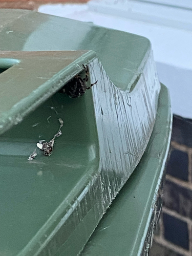 Cross Orbweaver