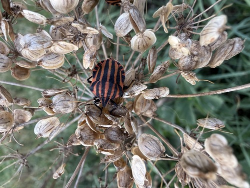 Continental Striped Shield Bug