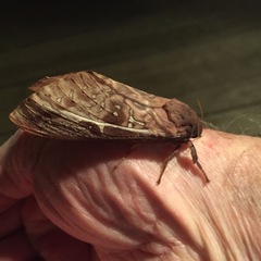 Oxycanus