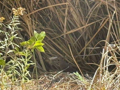 California Quail