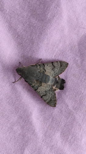 Eurasian Hummingbird Hawkmoth