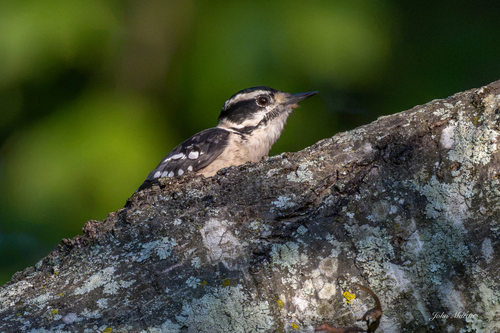 Downy Woodpecker