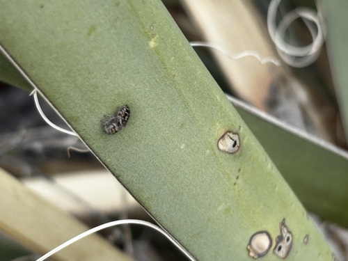 Hairy Tufted Jumping Spider