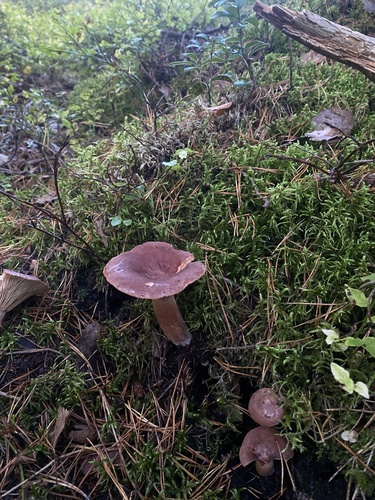 Rufous Milkcap