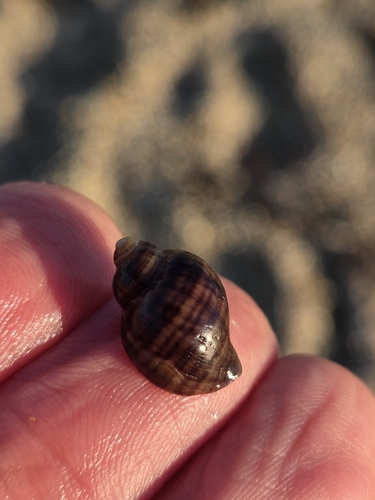 Atlantic Dogwhelk