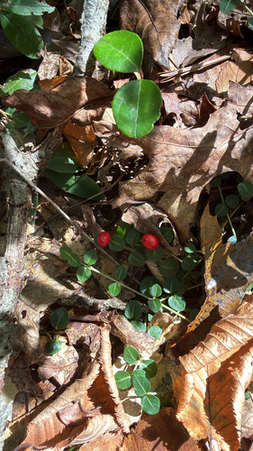partridgeberry