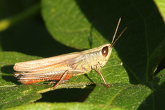Amblytropidia australis