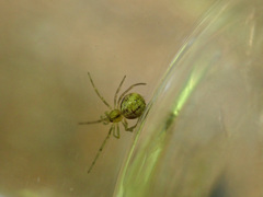 Enoplognatha ovata