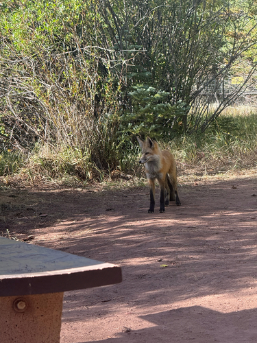 Red Fox
