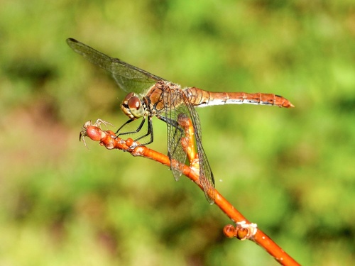 Ruddy Darter