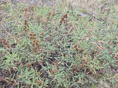 Penstemon fruticosus
