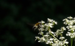 Leucozona lucorum