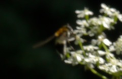 Leucozona lucorum