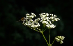 Leucozona lucorum