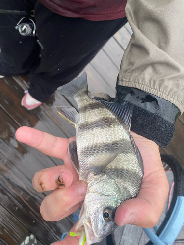 Black Drum