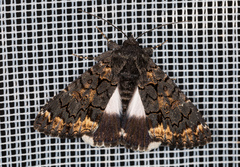Catephia alchymista