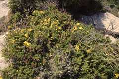 Hypericum balearicum