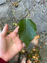 Betula papyrifera, photograph (c) Frédérique, some rights reserved (CC BY)