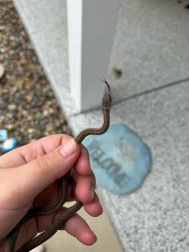 DeKay's Brownsnake