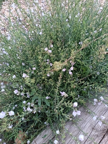 Pale Toadflax