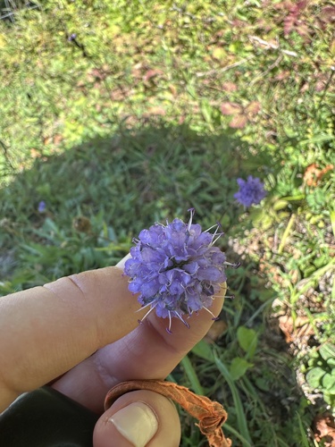 Devil's-bit Scabious