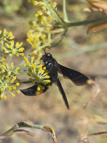 Scolia hirta