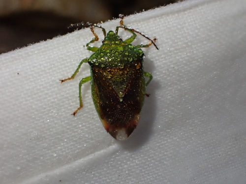 Birch Shield Bug