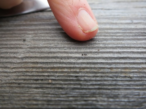 Monomorium ergatogyna