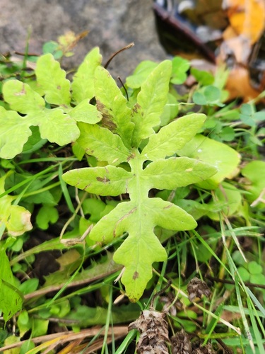 sensitive fern