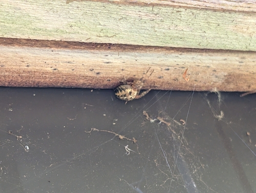 Cross Orbweaver