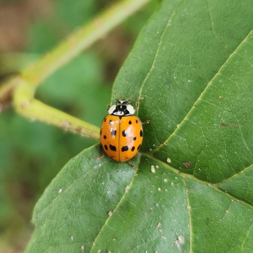 Asian Lady Beetle