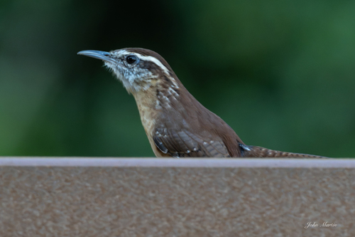 Carolina Wren
