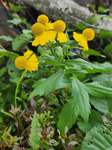 common sneezeweed